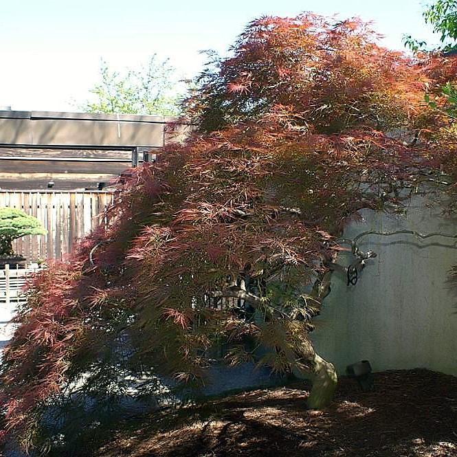 Acer palmatum var. dissectum 'Viridis' ~ Viridis Japanese Maple