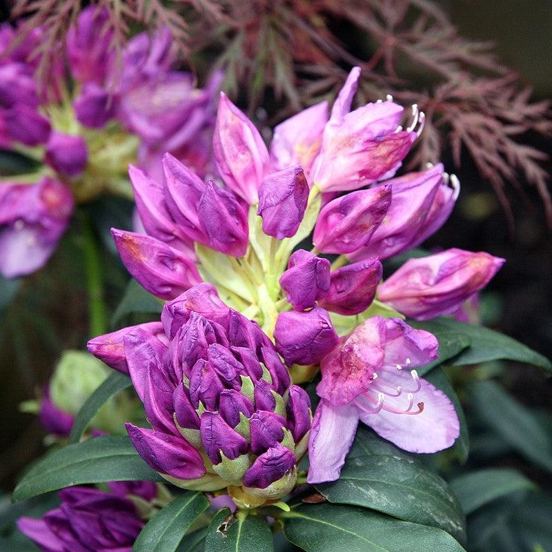 Rododendro 'Purpureum Elegans' ~ Purpureum Elegans Rododendro