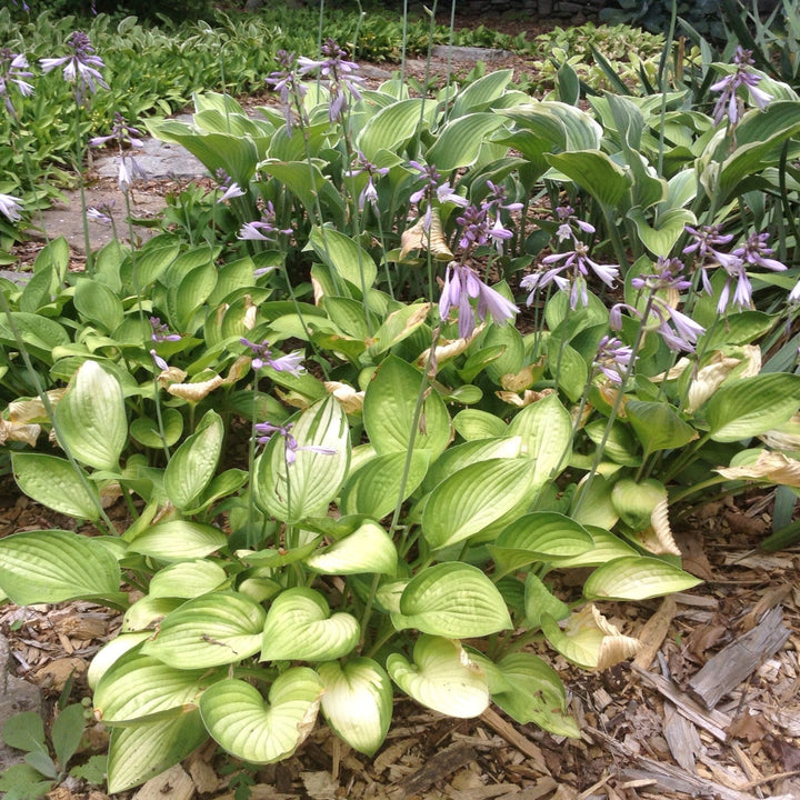 Hosta x 'Gold Standard' ~ Gold Standard Hosta