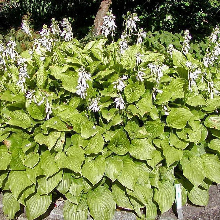 Hosta x 'Royal Standard' ~ Royal Standard Hosta