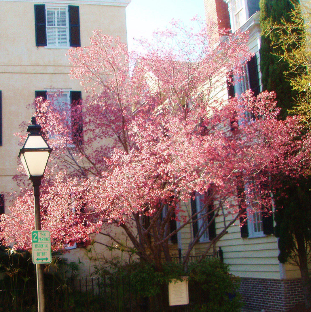 Cornus kousa x 'Rutgan' ~ Stellar Pink Dogwood