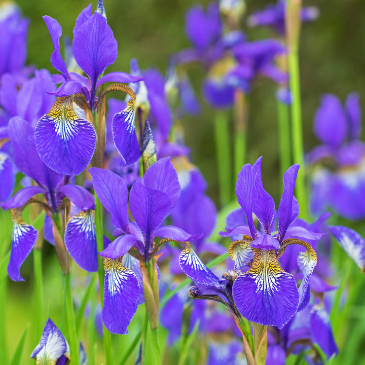 Iris sibirica Caesar's Brother ~ 'Caesar's Brother' Siberian Iris