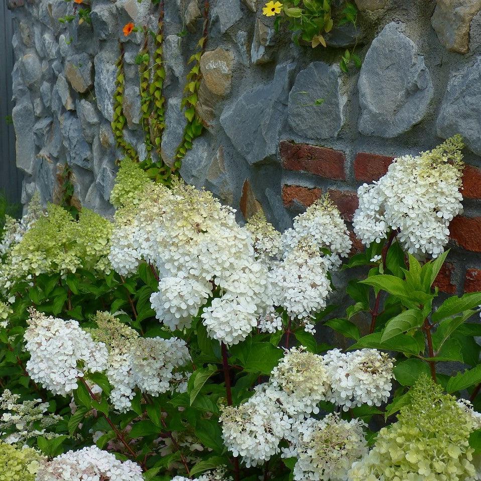 Hydrangea paniculata 'Renba' PP28,509 ~ First Editions® Berry White® Hydrangea