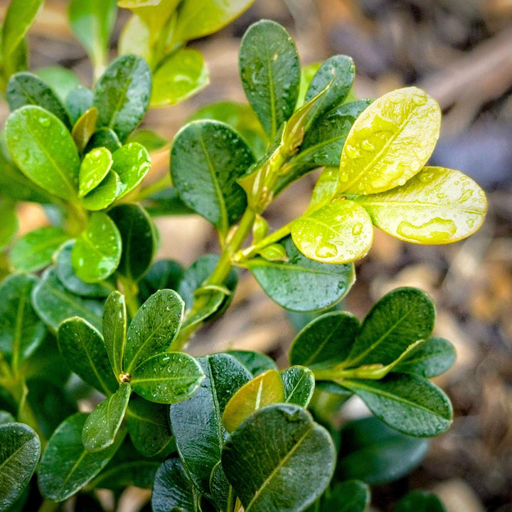 Buxus microphylla var. japonica 'Belleza Verde' ~ Boj de Belleza Verde