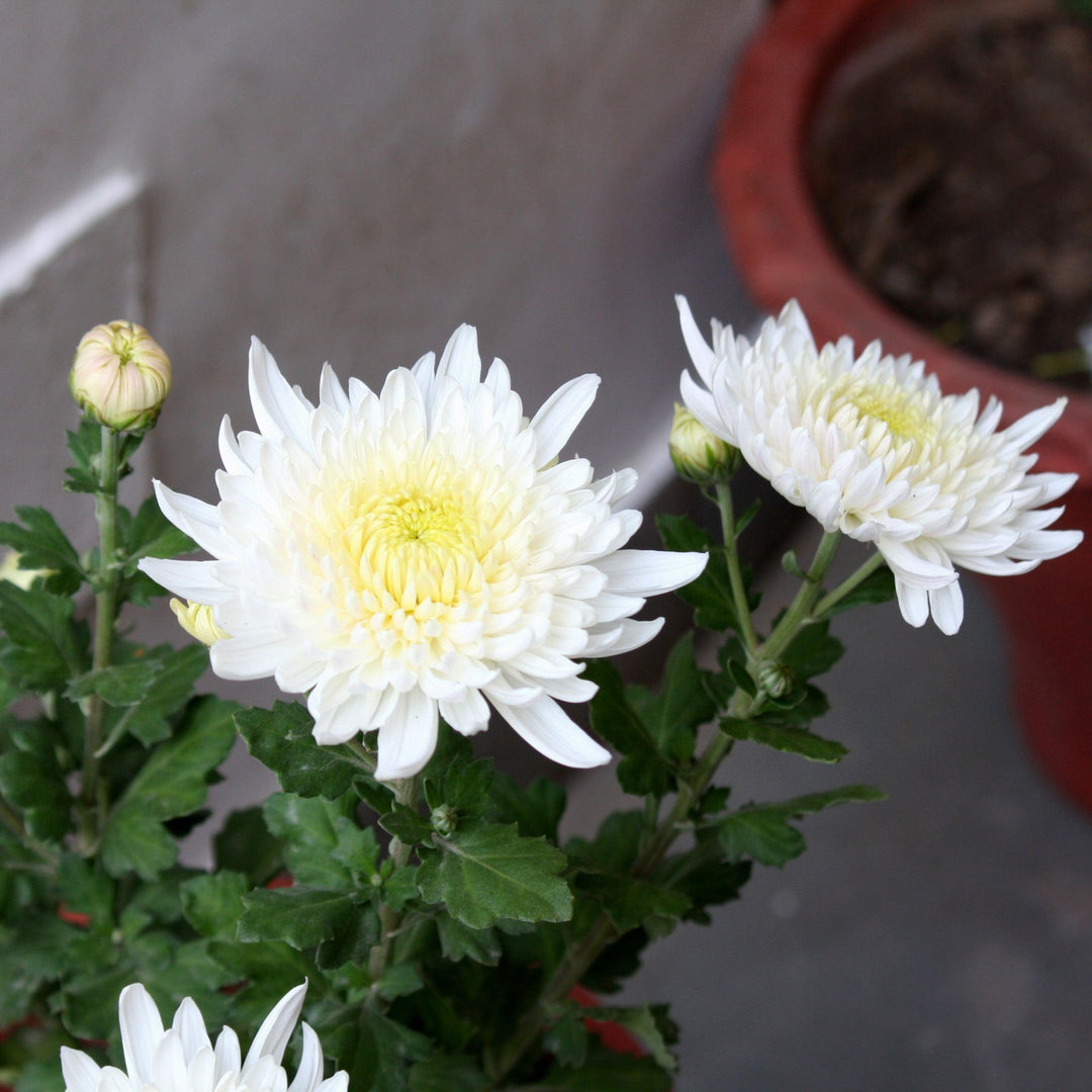 Chrysanthemum x morifolium 'Aluga White' ~ Belgian Mums® Aluga White Mum