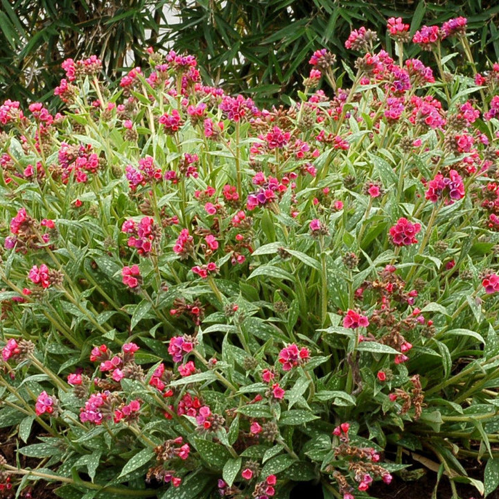 Pulmonaria 'Raspberry Splash' ~ Raspberry Splash Lungwort