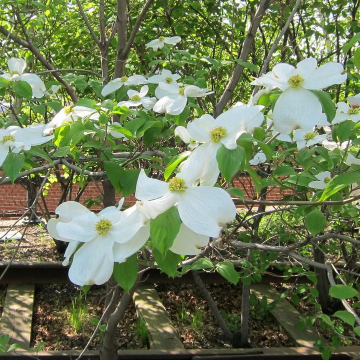 Cornus Florida 'Jeans Appalachian Snow' ~ Appalachian Snow Dogwood