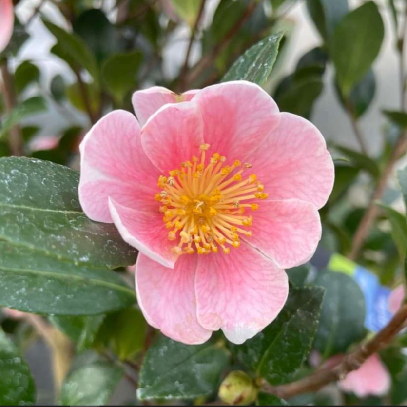 Camellia sasanqua 'Mondel' PP #21,687 ~ Pink-A-Boo®  Camellia