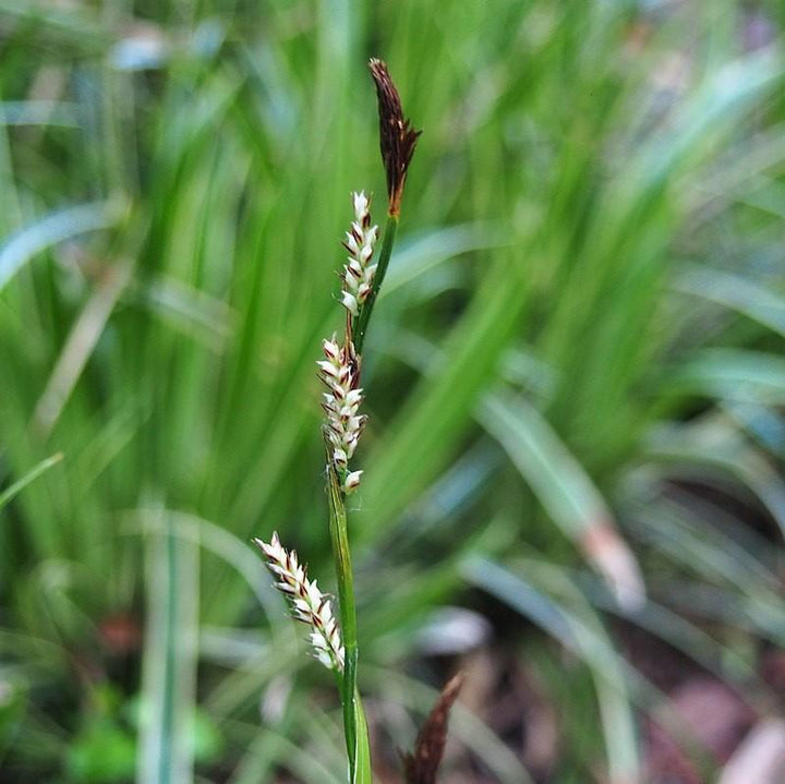 Carex morrowii 'Ice Dance' ~ Ice Dance Sedge