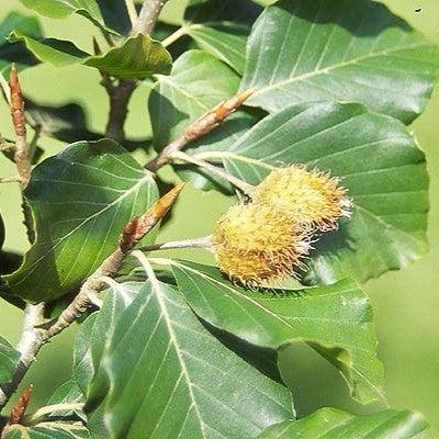 Fagus sylvatica ~ Common Beech