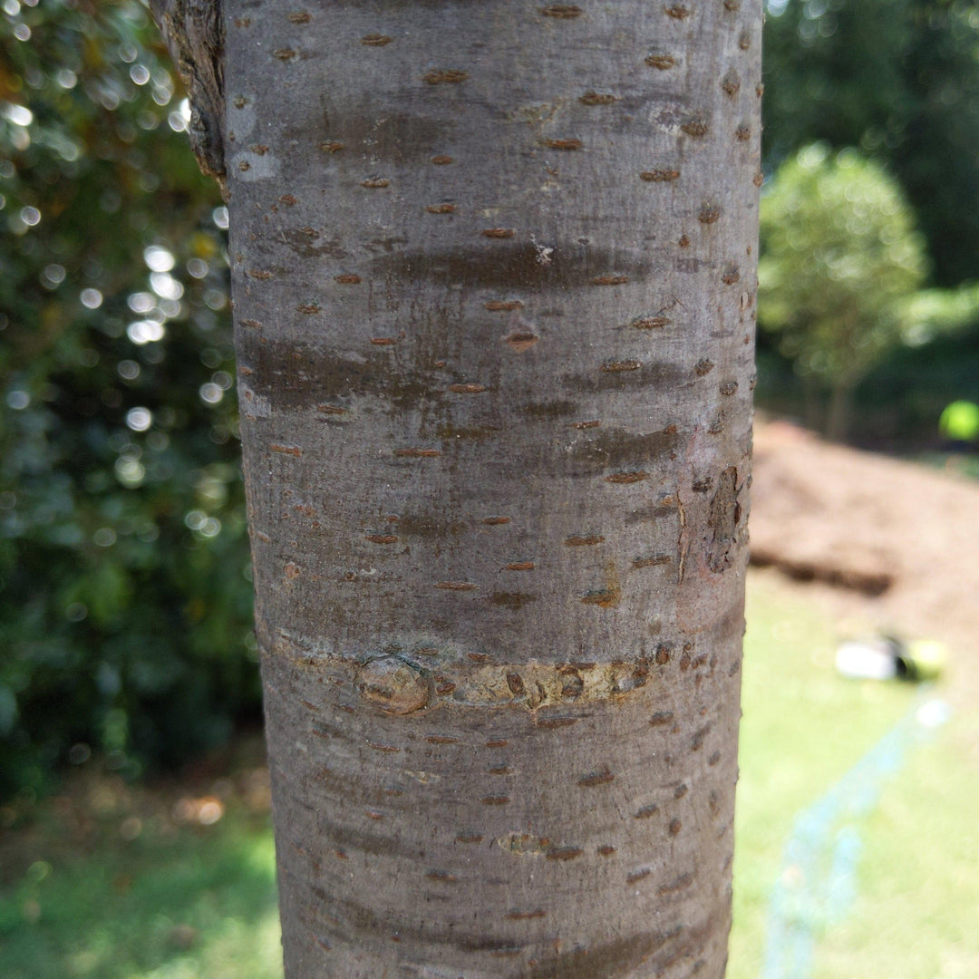 Ulmus americana 'Princeton' ~ Princeton American Elm