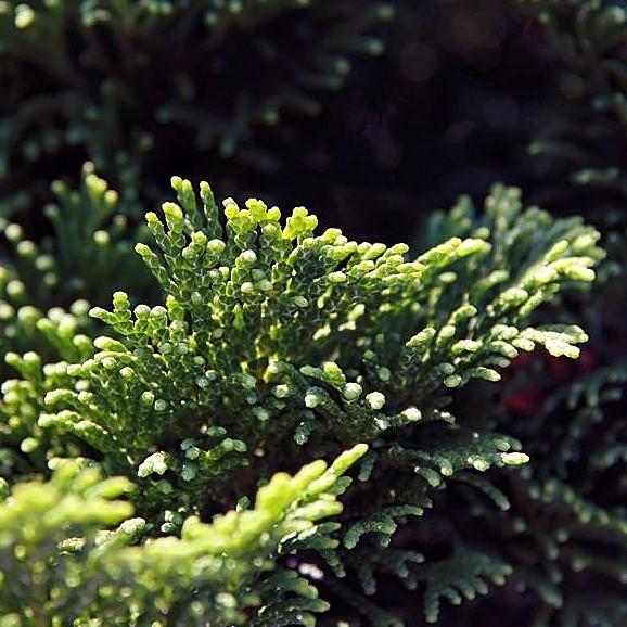 Chamaecyparis obtusa 'Nana Gracilis' ~ Nana Gracilis Hinoki Cypress