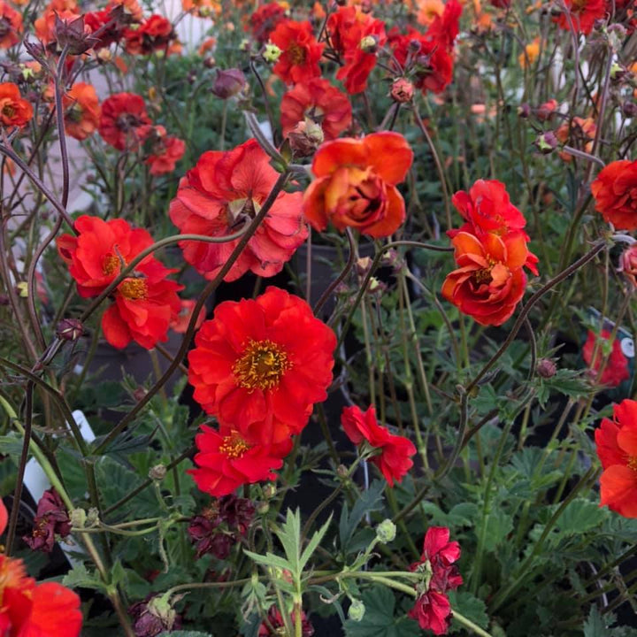 Geum 'Macgeu005' ~ Fiery Tempest® Avens