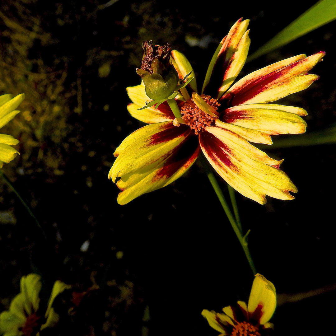 Coreopsis x verticillata 'Starlight' ~ Lil' Bang™ Starlight Coreopsis