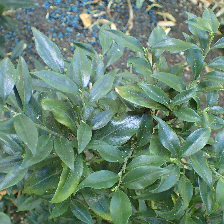 Sarcococca hookeriana var. humilis 'Sarsid2' ~ Fragrant Mountain Sweetbox