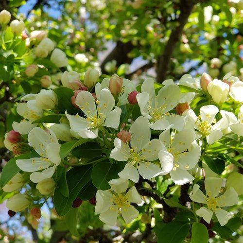 Malus 'Swesutyzam' ~ Sugar Tyme® Crabapple