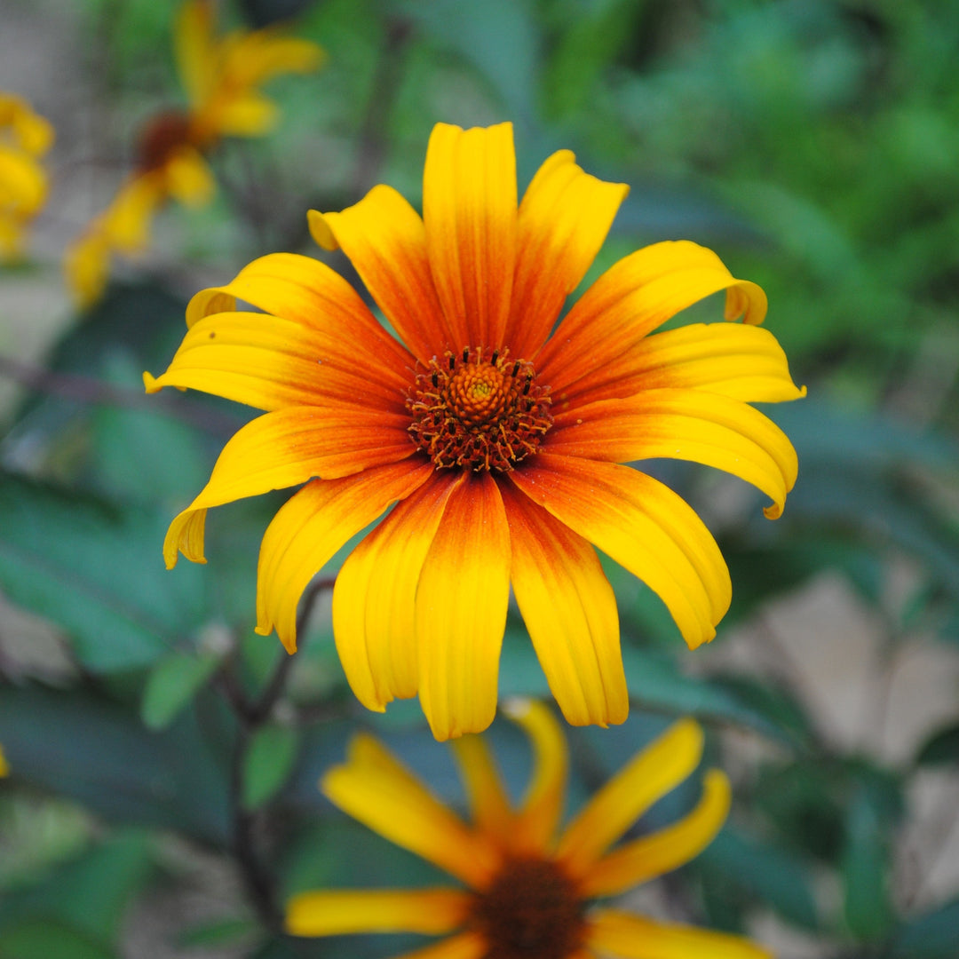 Heliopsis helianthoides var. scabra 'Burning Hearts' ~ Burning Hearts False Sunflower