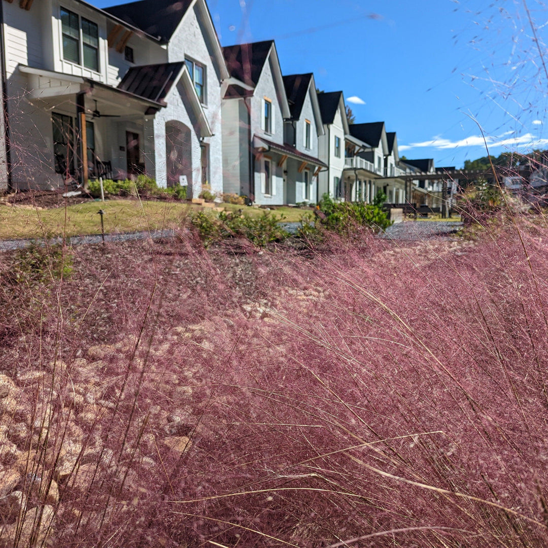 Muhlenbergia capillaris ~ Pink Muhly Grass