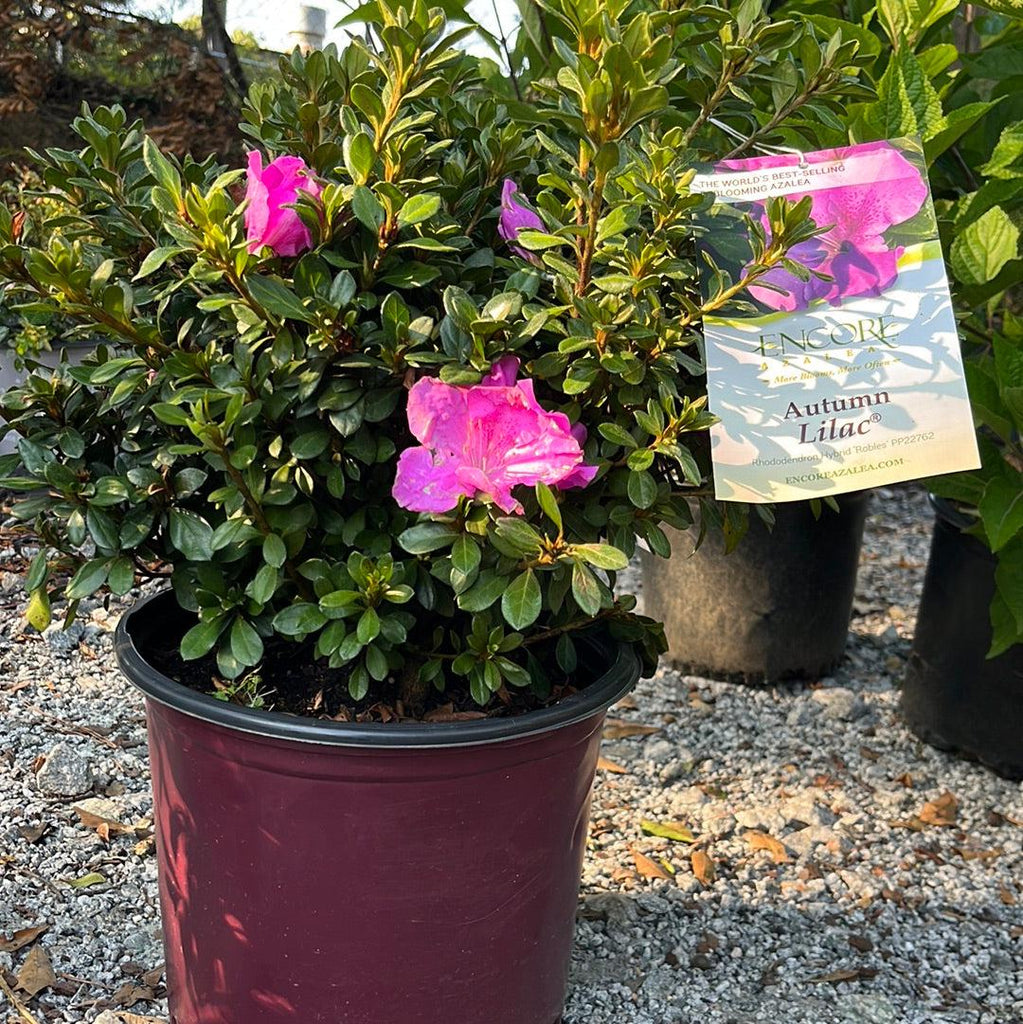 Rhododendron 'Robles' ~ Encore® Autumn Lilac™ Azalea – JTSOP Farms