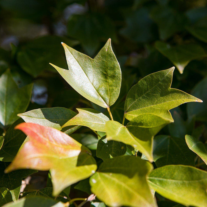 Acer buergerianum ~ Trident Maple