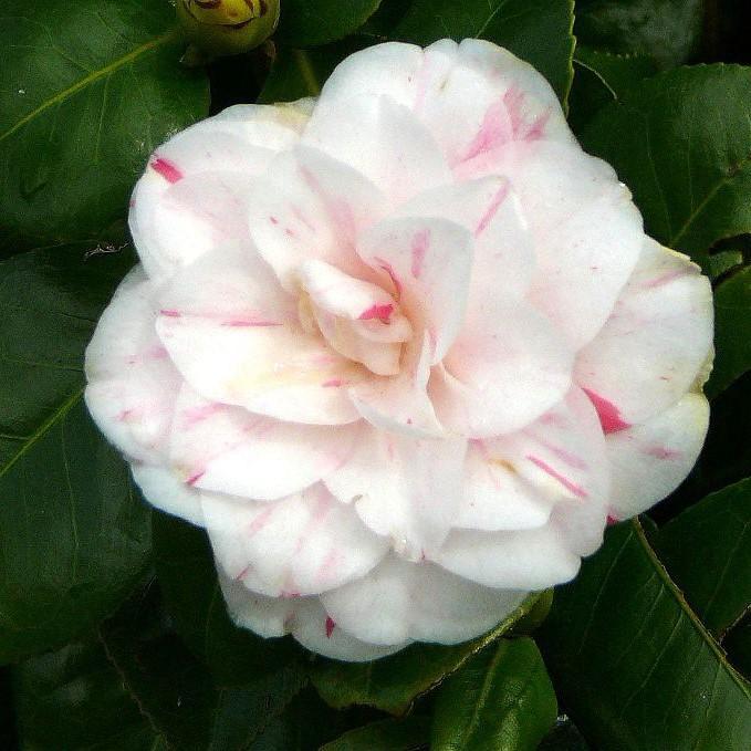 Camellia japonica 'Amanecer de abril' ~ Camelia del amanecer de abril