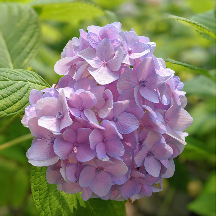 Hydrangea macrophylla 'Nikko Blue' ~ ​​Hortensia Nikko Blue