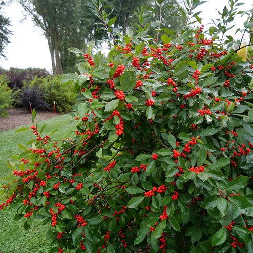 Ilex verticillata 'Spravy' ~ Berry Heavy® Winterberry