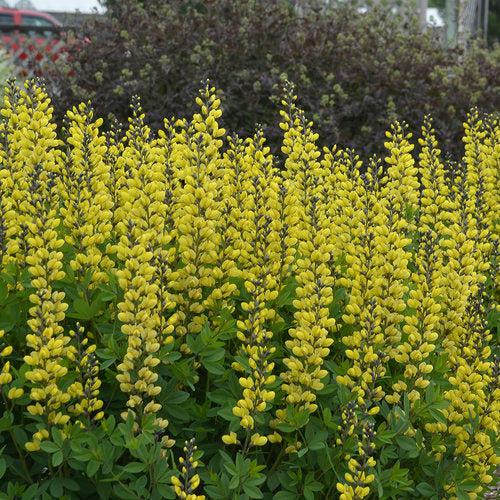 Baptisia 'Lemon Meringue' ~ Decadence® Lemon Meringue Baptisia