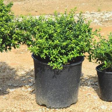 Ilex crenata 'Soft-Touch' ~ Acebo japonés de tacto suave