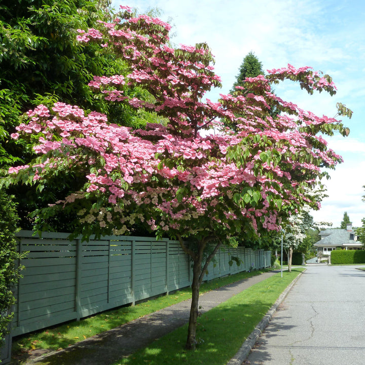 Cornus kousa 'Satomi' ~ Satomi Dogwood