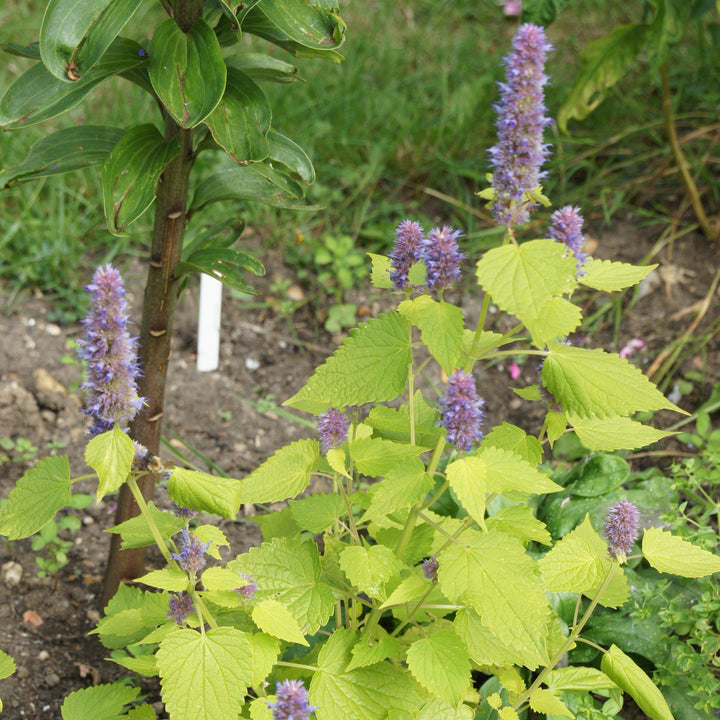 Agastache foeniculum 'Golden Jubilee' ~ Golden Jubilee Mexican Hyssop