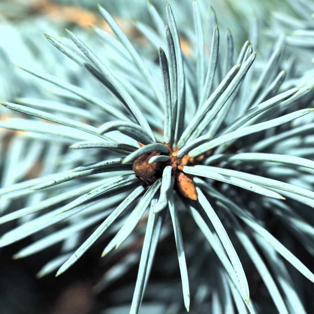 Picea pungens 'Baby Blue' ~ Baby Blue Spruce