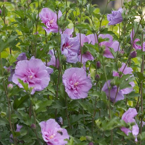 Hibiscus syriacus 'Notwoodone' ~ Lavender Chiffon® Rosa de Sharon