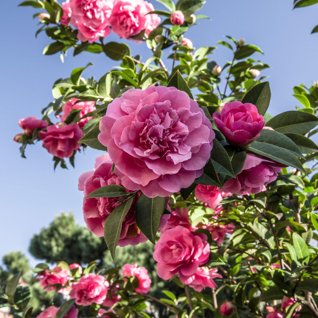 Camellia japonica 'Taylor's Perfection' ~ Taylor's Perfection Camellia