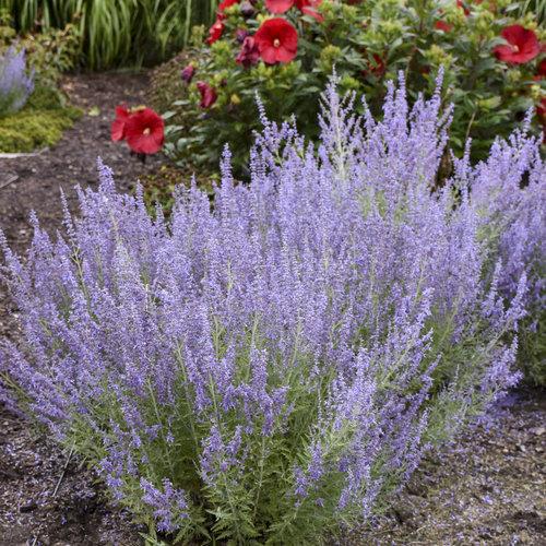 Perovskia atriplicifolia ‘Denim ‘N Lace’ ~ Denim 'N Lace Russian Sage