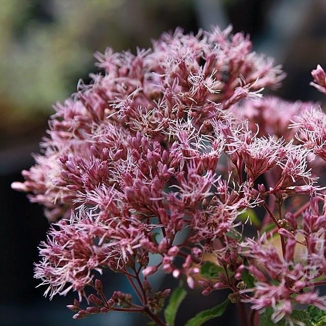 Eutrochium maculatum 'Gateway'  ~ Gateway Joe Pye Weed