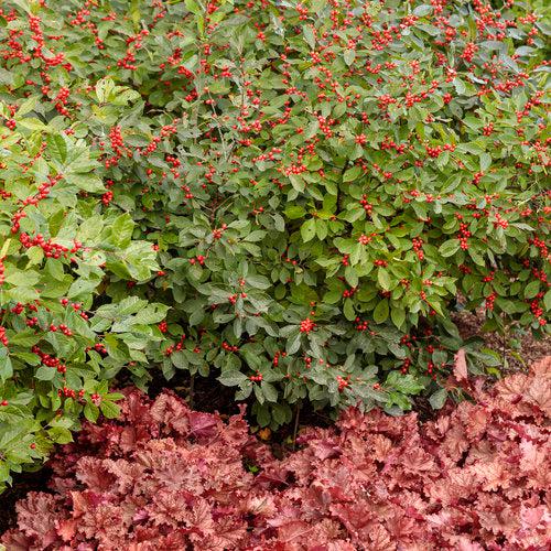 Ilex verticillata 'Spravy' ~ Berry Heavy® Winterberry