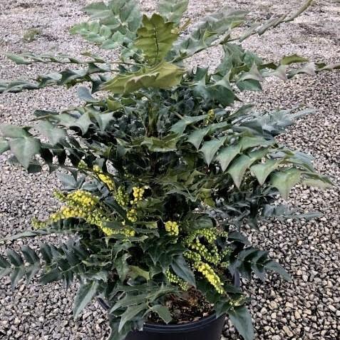 Mahonia x media ‘Winter Sun’ ~ Winter Sun Mahonia