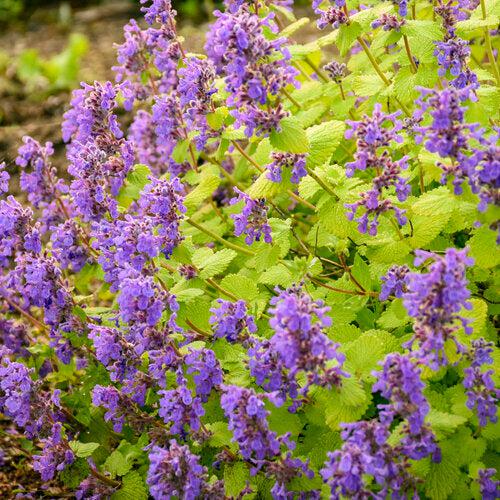 Nepeta ‘Chartreuse on the Loose’ ~ Chartreuse on the Loose Catmint