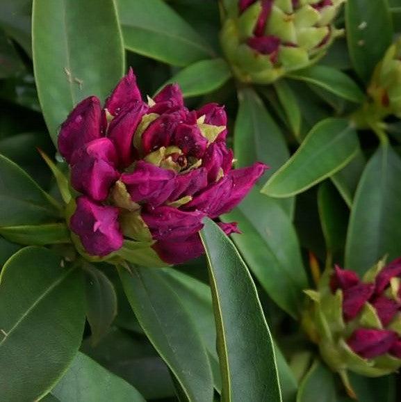 Rhododendron 'Anah Kruschke' ~ Anah Kruschke Azalea