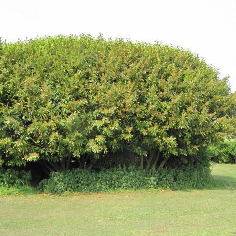 Prunus laurocerasus 'Nana' ~ Laurel inglés enano