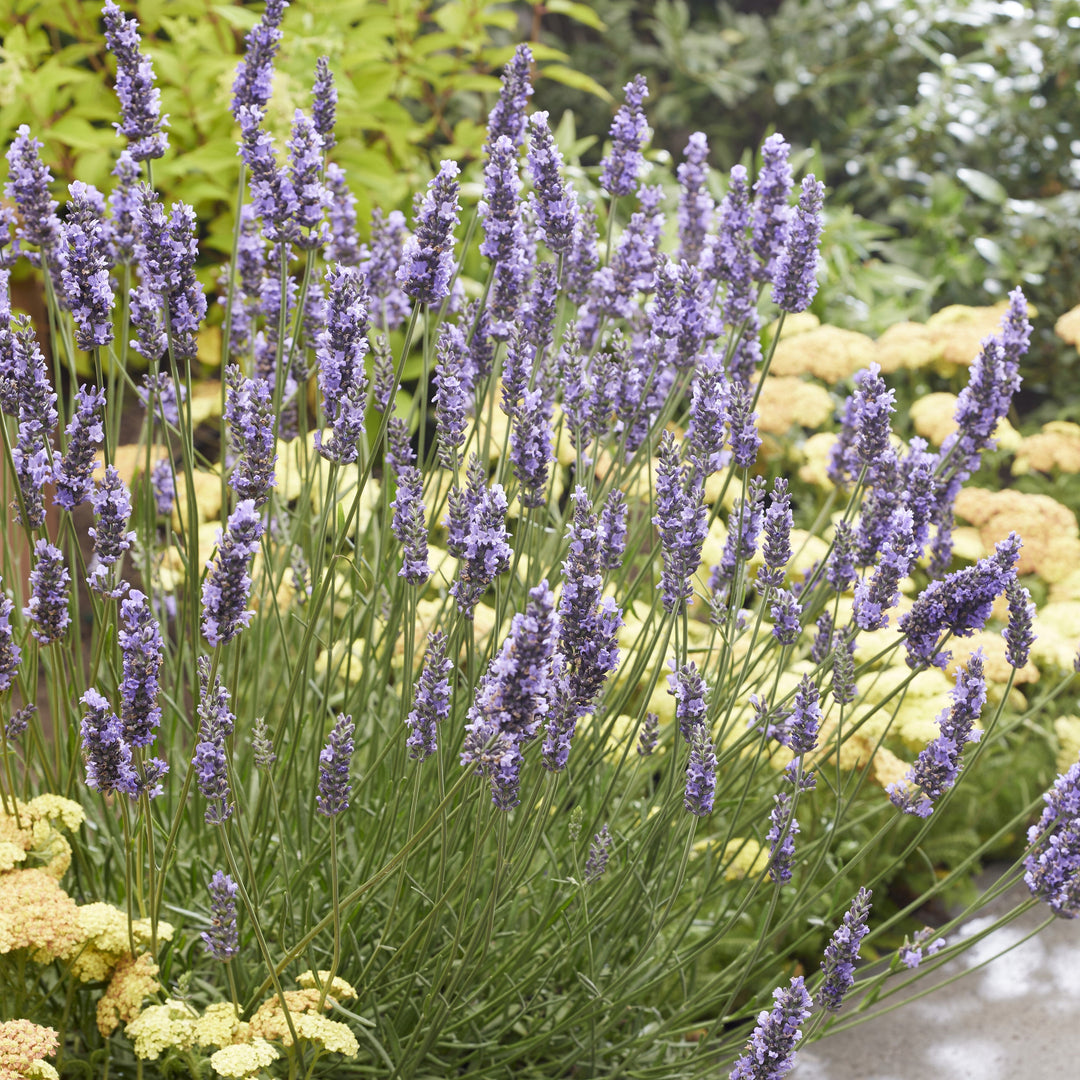 Lavandula x intermedia 'Tesseract' ~ Sensational!® Lavender