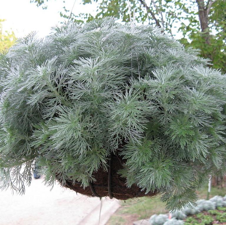 Artemisia schmidtiana 'Silver Mound' ~ Silver Mound Wormwood, Ghost Plant