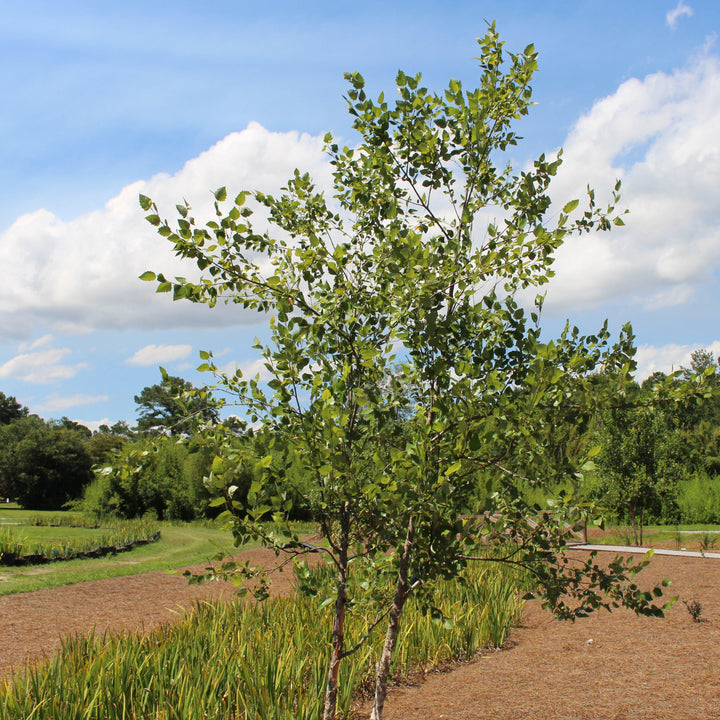 Betula nigra 'Cully' ~ Heritage® River Birch