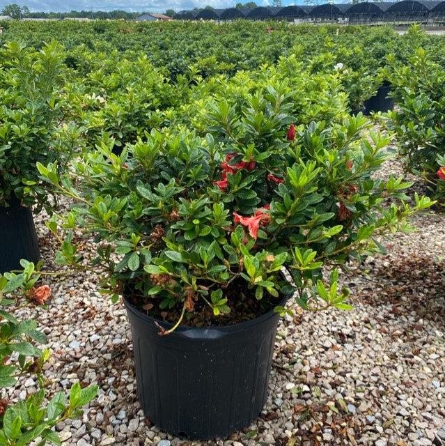 Rododendro 'Conleb' ~ Encore® Autumn Embers™ Azalea