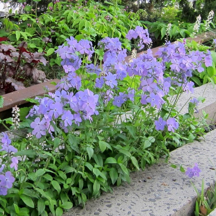 Phlox divaricata 'Blue Moon' ~ Blue Moon Woodland Phlox