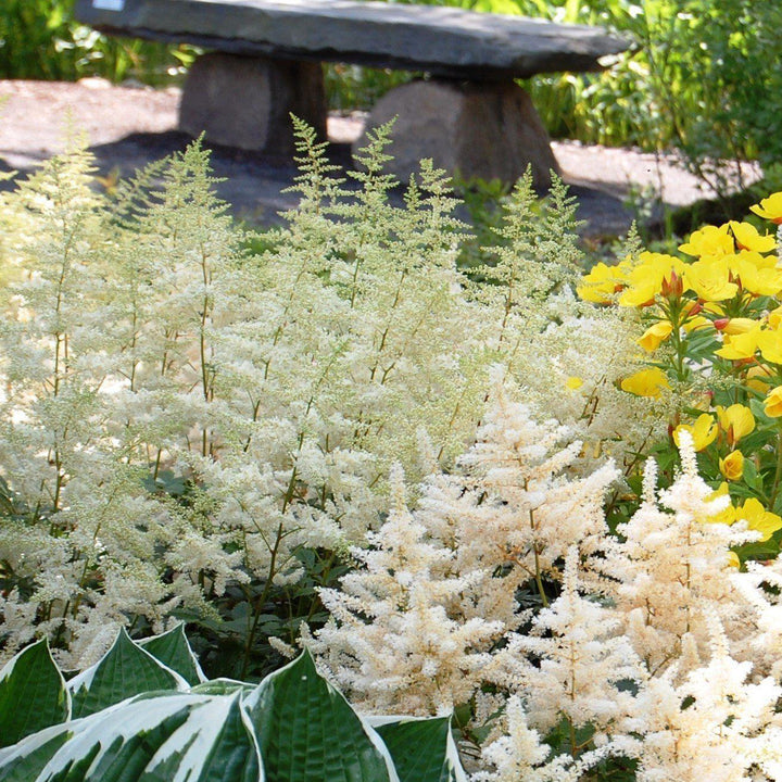 Astilbe x arendsii 'Bridal Veil' ~ Bridal Veil Astilbe