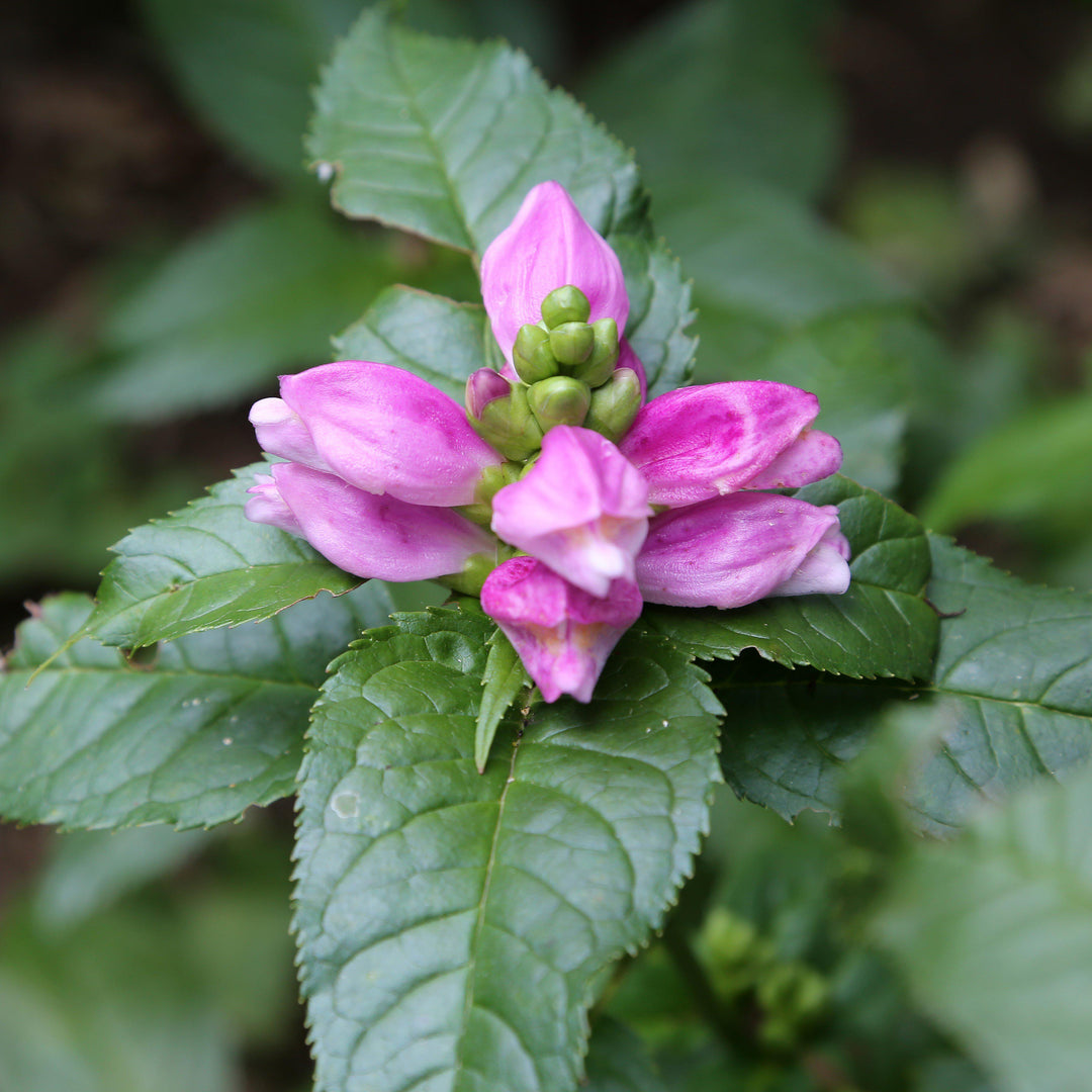 Chelone lyonii 'Hot Lips' ~ Hot Lips Turtlehead