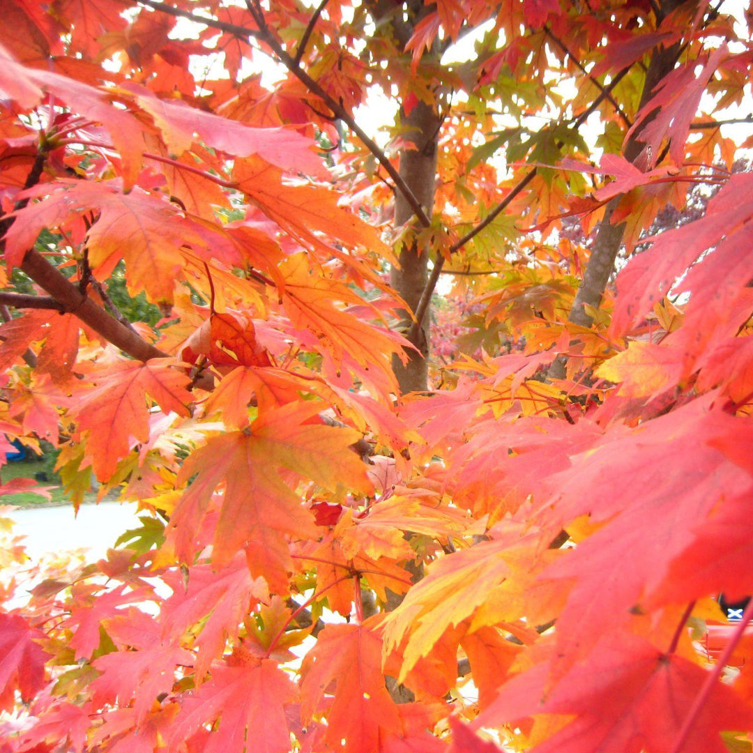 Acer rubrum 'PNI 0268' ~ October Glory® Red Maple