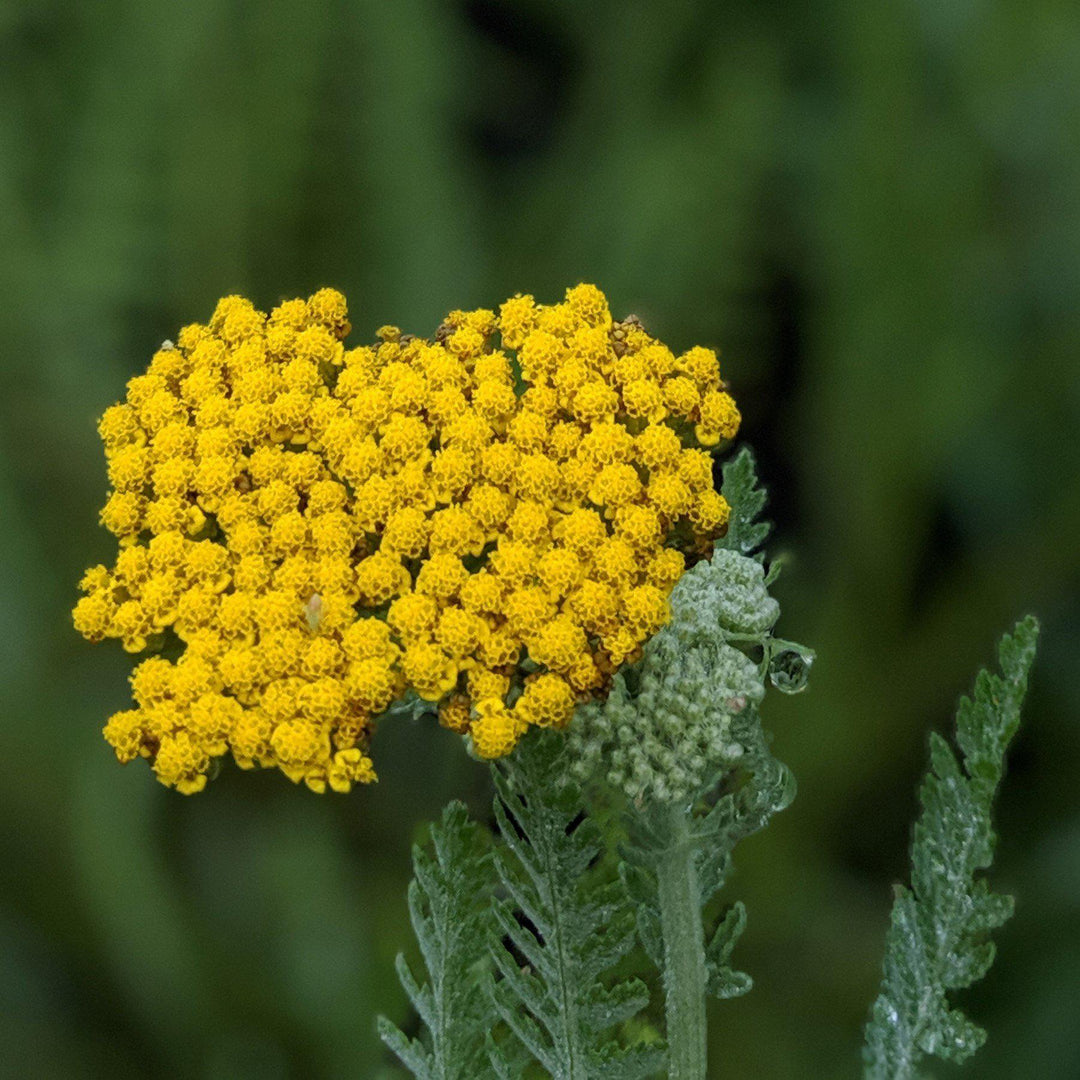 Achillea x 'Coronation Gold' ~ Coronation Gold Yarrow